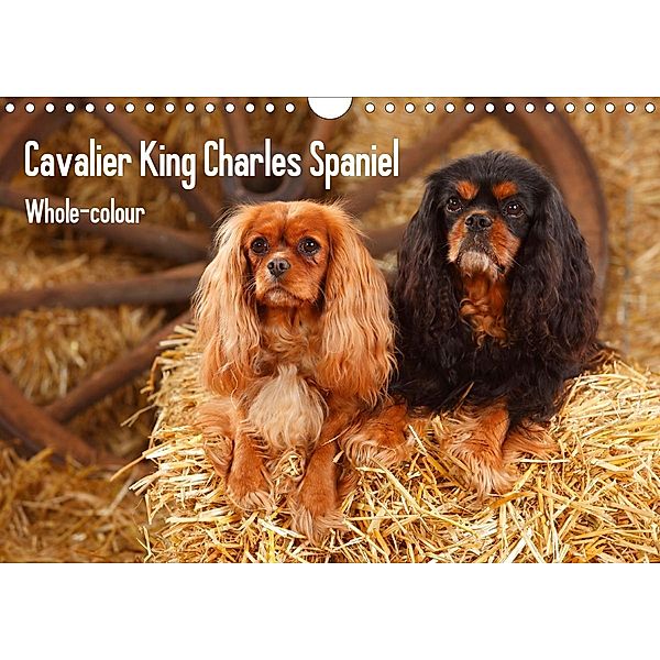 Whole-colour Cavalier King Charles Spaniel (Wandkalender 2021 DIN A4 quer), Petra Wegner