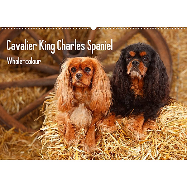 Whole-colour Cavalier King Charles Spaniel (Wandkalender 2023 DIN A2 quer), Petra Wegner