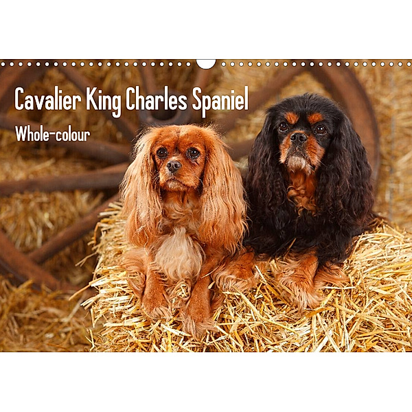 Whole-colour Cavalier King Charles Spaniel (Wandkalender 2023 DIN A3 quer), Petra Wegner