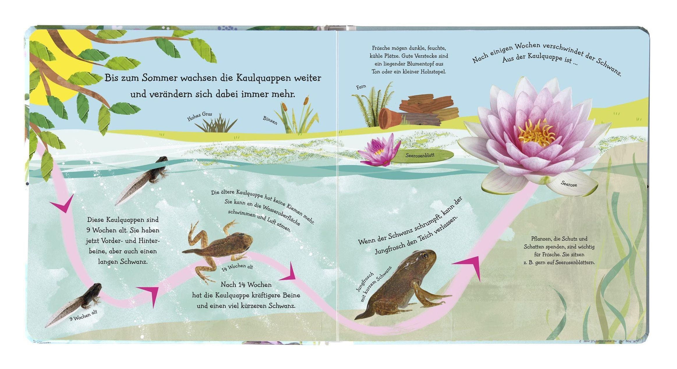 Wie wird die Kaulquappe zum Frosch? Buch jetzt online bei Weltbild.ch  bestellen
