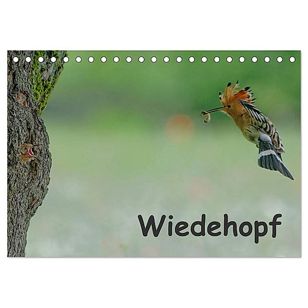 Wiedehopf (Tischkalender 2024 DIN A5 quer), CALVENDO Monatskalender, Gerald Wolf