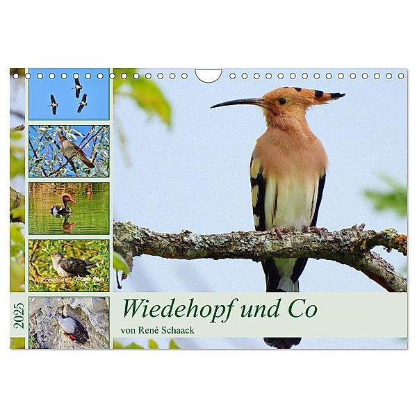 Wiedehopf und Co - von René Schaack (Wandkalender 2025 DIN A4 quer), CALVENDO Monatskalender, Calvendo, René Schaack