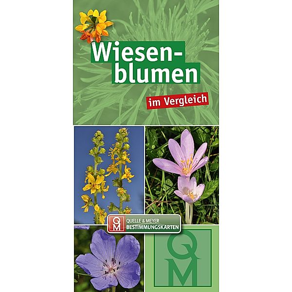 Wiesenblumen im Vergleich - 10er-Set