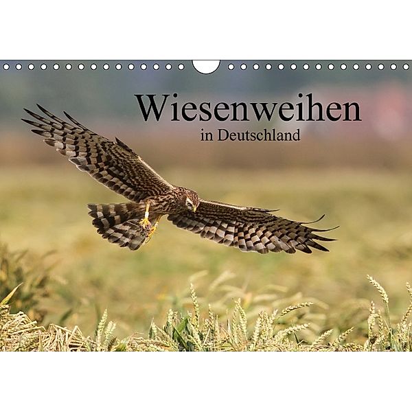 Wiesenweihen in Deutschland (Wandkalender 2018 DIN A4 quer), Martin Wenner
