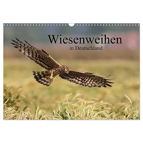Wiesenweihen in Deutschland (Wandkalender 2024 DIN A3 quer), CALVENDO Monatskalender, Martin Wenner