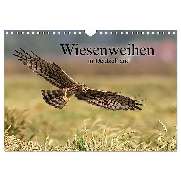 Wiesenweihen in Deutschland (Wandkalender 2025 DIN A4 quer), CALVENDO Monatskalender, Calvendo, Martin Wenner