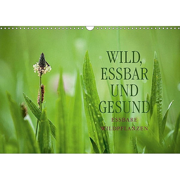 WILD, ESSBAR UND GESUND Essbare Wildpflanzen (Wandkalender 2021 DIN A3 quer), Markus Wuchenauer pixelrohkost.de