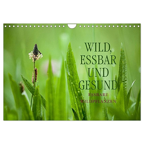 WILD, ESSBAR UND GESUND Essbare Wildpflanzen (Wandkalender 2024 DIN A4 quer), CALVENDO Monatskalender, Markus Wuchenauer - Pixelrohkost
