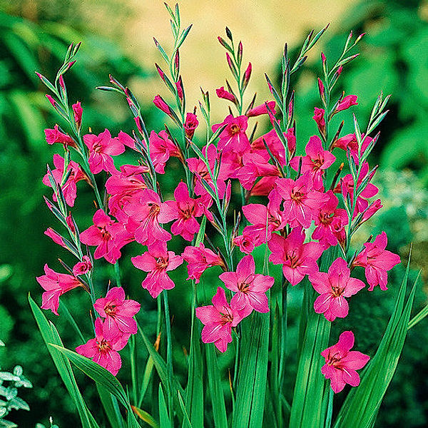 Wild-Gladiole Byzantinus