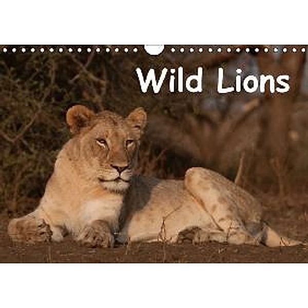 Wild Lions (Wandkalender 2015 DIN A4 quer), Britta Ohm