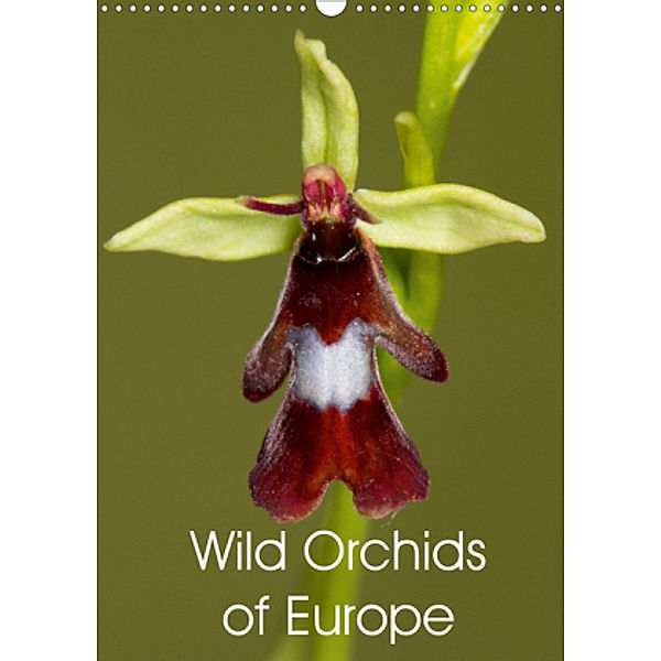 Wild Orchids of Europe (Wall Calendar 2021 DIN A3 Portrait), Ray Wilson