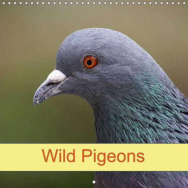 Wild Pigeons (Wall Calendar 2023 300 × 300 mm Square), Kattobello