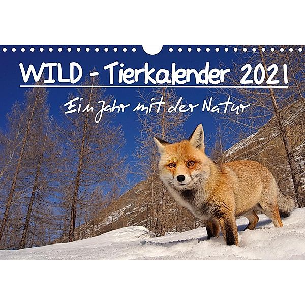 WILD - Tierkalender 2021 (Wandkalender 2021 DIN A4 quer), Marco Colombo