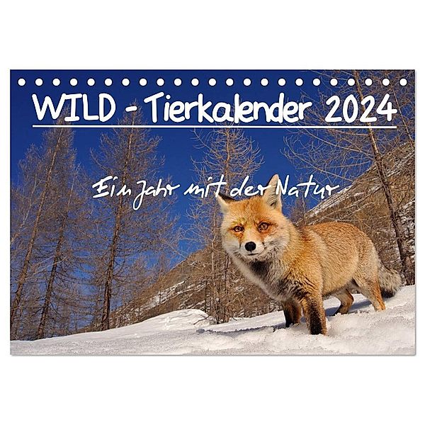 WILD - Tierkalender 2024 (Tischkalender 2024 DIN A5 quer), CALVENDO Monatskalender, Marco Colombo
