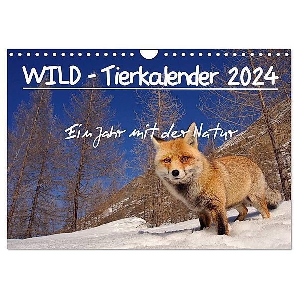 WILD - Tierkalender 2024 (Wandkalender 2024 DIN A4 quer), CALVENDO Monatskalender, Marco Colombo