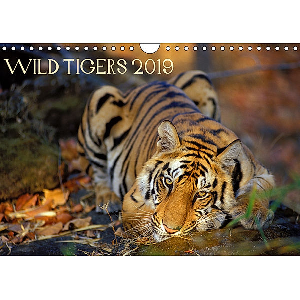 Wild Tigers 2019 (Wall Calendar 2019 DIN A4 Landscape), Jorge Sierra