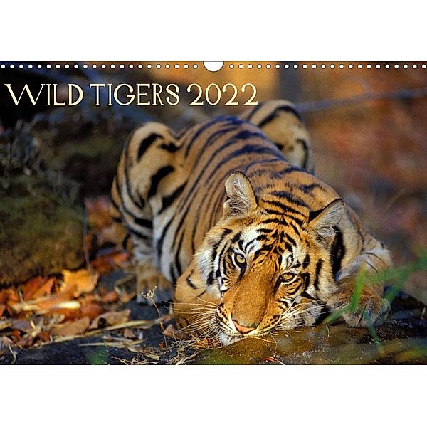 Wild Tigers 2022 (Wall Calendar 2022 DIN A3 Landscape), Jorge Sierra