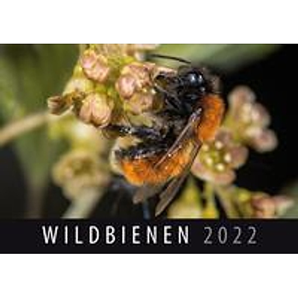 Wildbienen 2022
