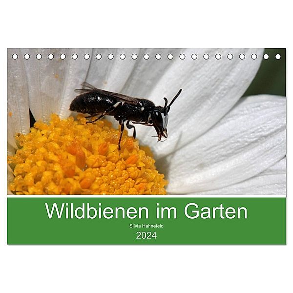 Wildbienen im Garten (Tischkalender 2024 DIN A5 quer), CALVENDO Monatskalender, Silvia Hahnefeld