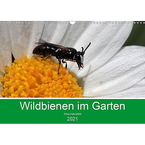 Wildbienen im Garten (Wandkalender 2021 DIN A3 quer), Silvia Hahnefeld
