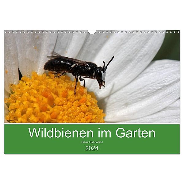 Wildbienen im Garten (Wandkalender 2024 DIN A3 quer), CALVENDO Monatskalender, Silvia Hahnefeld