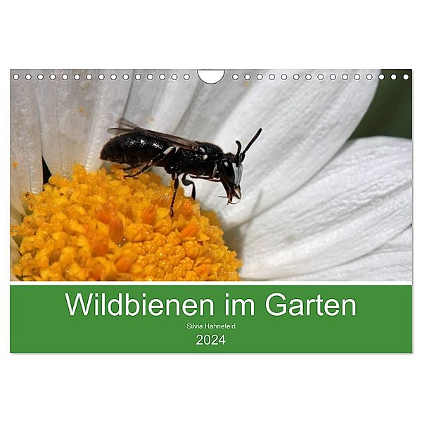 Wildbienen im Garten (Wandkalender 2024 DIN A4 quer), CALVENDO Monatskalender, Silvia Hahnefeld