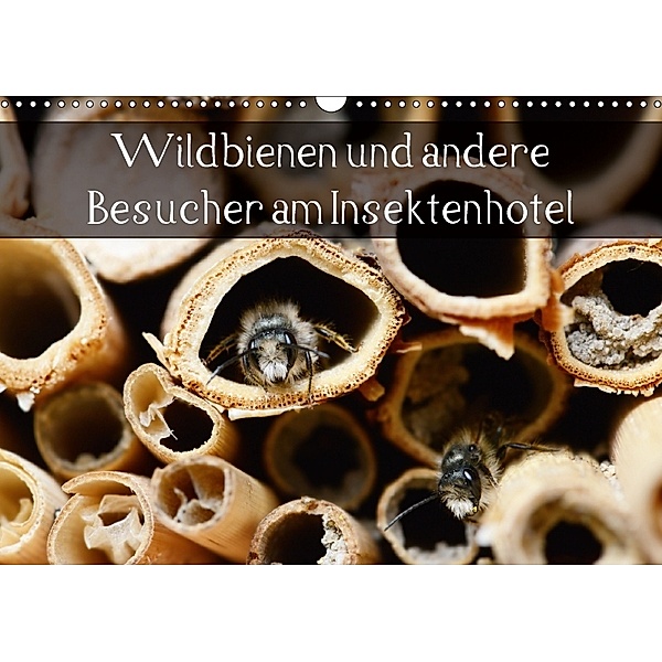 Wildbienen und andere Besucher am Insektenhotel (Wandkalender 2018 DIN A3 quer), Anja Frost