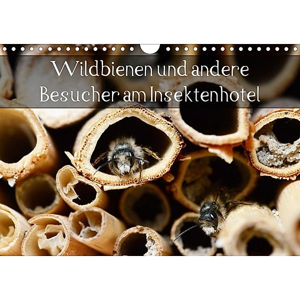 Wildbienen und andere Besucher am Insektenhotel (Wandkalender 2020 DIN A4 quer), Anja Frost