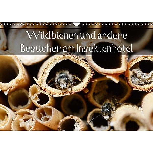 Wildbienen und andere Besucher am Insektenhotel (Wandkalender 2020 DIN A3 quer), Anja Frost