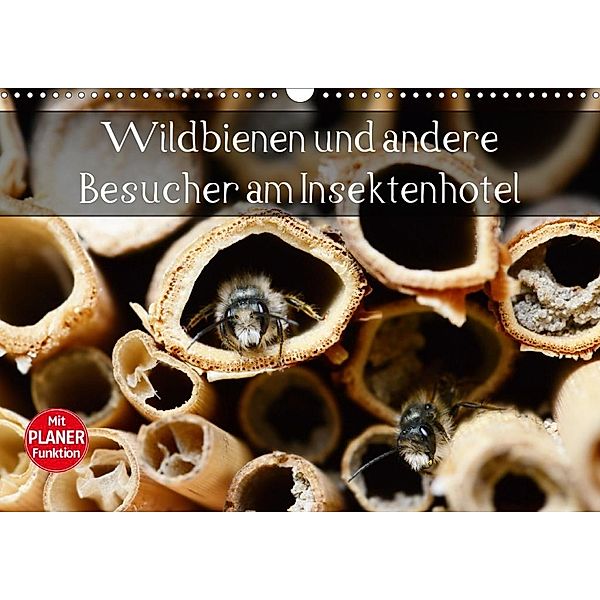 Wildbienen und andere Besucher am Insektenhotel (Wandkalender 2020 DIN A3 quer), Anja Frost