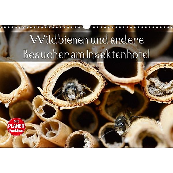 Wildbienen und andere Besucher am Insektenhotel (Wandkalender 2021 DIN A3 quer), Anja Frost