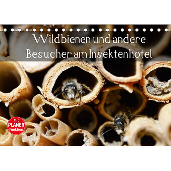 Wildbienen und andere Besucher am Insektenhotel (Tischkalender 2022 DIN A5 quer), Anja Frost