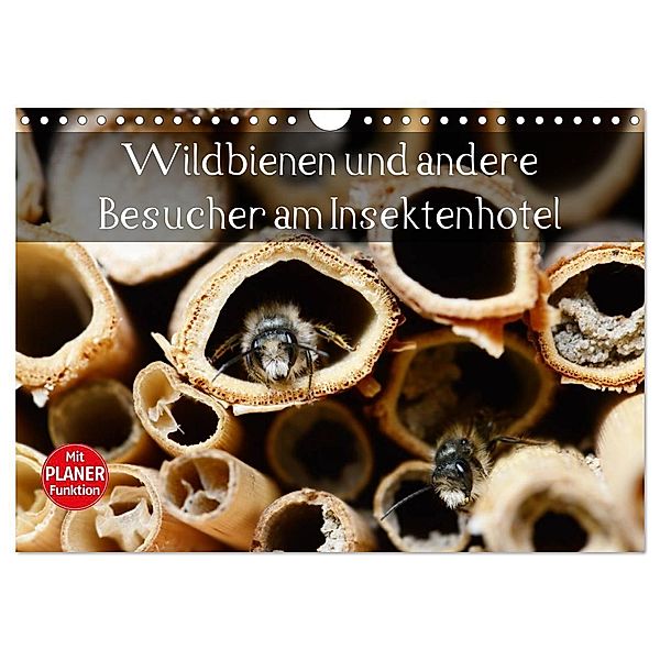 Wildbienen und andere Besucher am Insektenhotel (Wandkalender 2025 DIN A4 quer), CALVENDO Monatskalender, Calvendo, Anja Frost