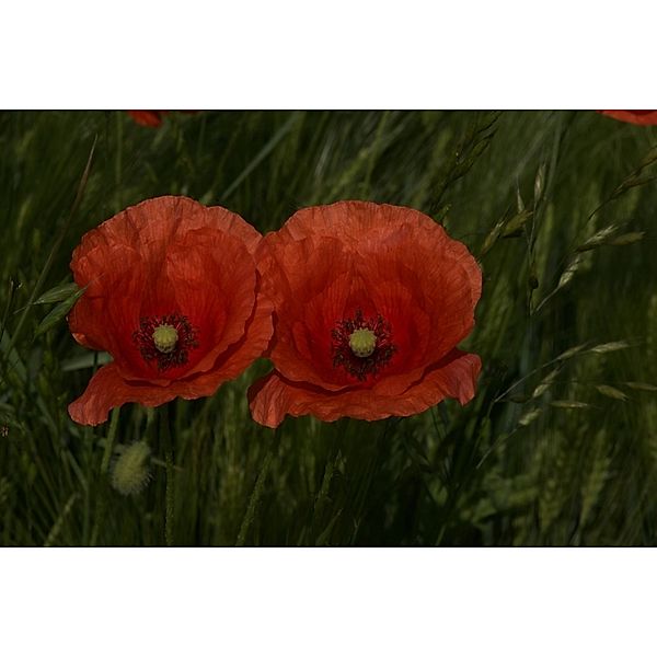 Wildblumen 2025 Grossformat-Kalender 58 x 45,5 cm