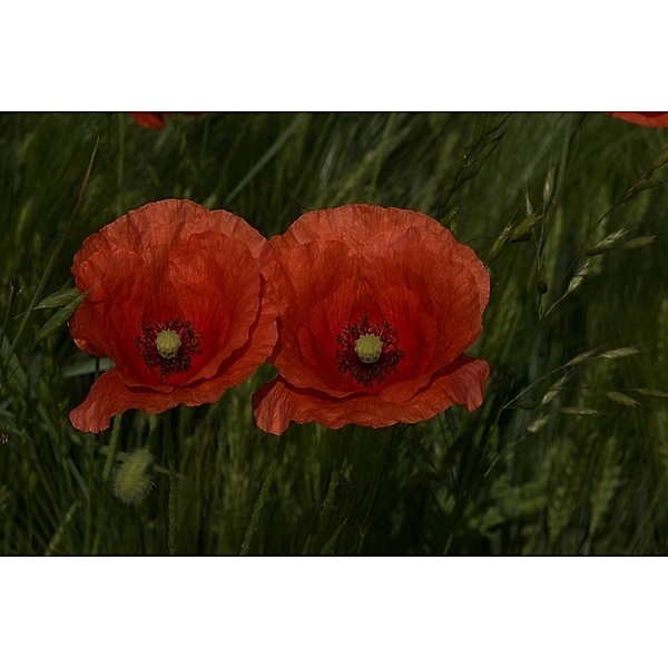 Wildblumen 2025 Großformat-Kalender 58 x 45,5 cm