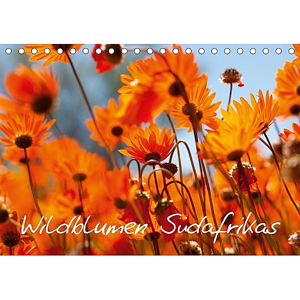 Wildblumen Südafrikas (Tischkalender 2021 DIN A5 quer), Stefan Schütter