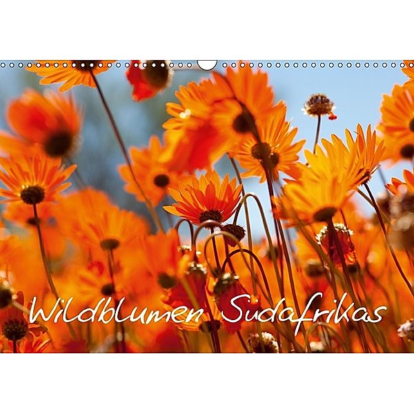 Wildblumen Südafrikas (Wandkalender 2018 DIN A3 quer), Stefan Schütter