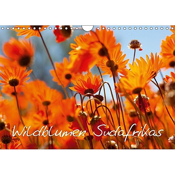 Wildblumen Südafrikas (Wandkalender 2018 DIN A4 quer), Stefan Schütter