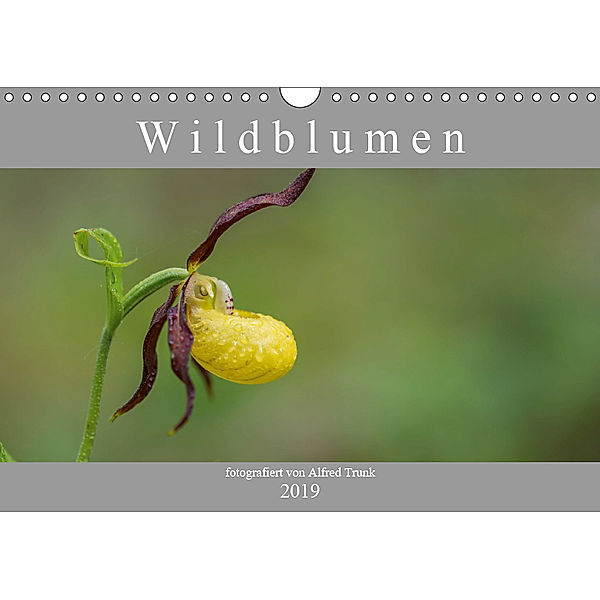 Wildblumen (Wandkalender 2019 DIN A4 quer), Alfred Trunk