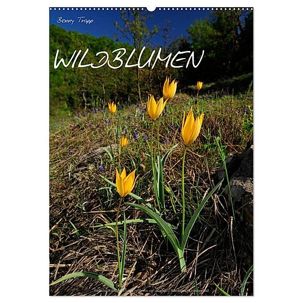 WILDBLUMEN (Wandkalender 2024 DIN A2 hoch), CALVENDO Monatskalender, Benny Trapp