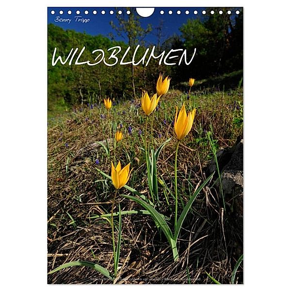 WILDBLUMEN (Wandkalender 2024 DIN A4 hoch), CALVENDO Monatskalender, Benny Trapp
