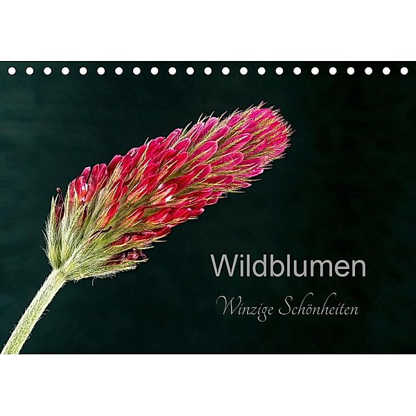 Wildblumen - winzige Schönheiten (Tischkalender 2021 DIN A5 quer), Harald Spies