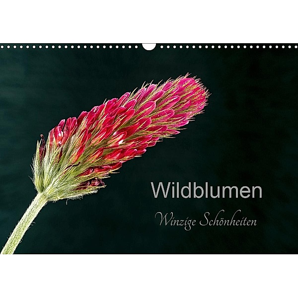 Wildblumen - winzige Schönheiten (Wandkalender 2021 DIN A3 quer), Harald Spies