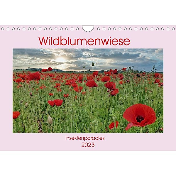 Wildblumenwiese Insektenparadies (Wandkalender 2023 DIN A4 quer), Claudia Kleemann