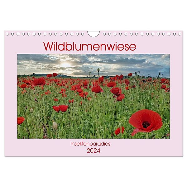 Wildblumenwiese Insektenparadies (Wandkalender 2024 DIN A4 quer), CALVENDO Monatskalender, Claudia Kleemann