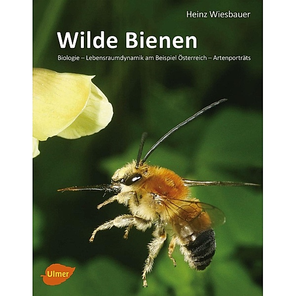 Wilde Bienen, Heinz Wiesbauer