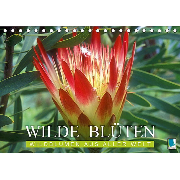 Wilde Blüten: Wildblumen aus aller Welt (Tischkalender 2019 DIN A5 quer), CALVENDO