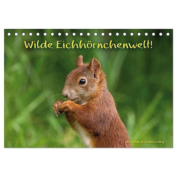Wilde Eichhörnchenwelt! (Tischkalender 2024 DIN A5 quer), CALVENDO Monatskalender, Birte Alber und Carsten Cording