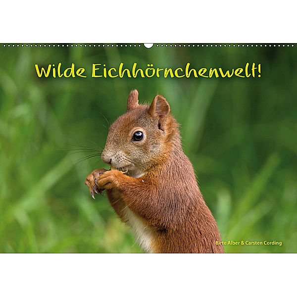 Wilde Eichhörnchenwelt! (Wandkalender 2019 DIN A2 quer), Birte Alber und Carsten Cording