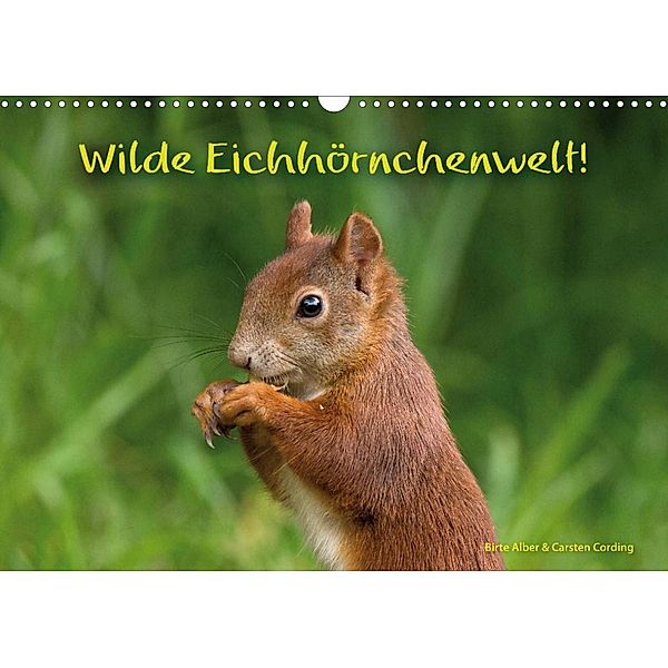 Wilde Eichhörnchenwelt! (Wandkalender 2023 DIN A3 quer), Birte Alber und Carsten Cording
